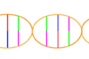 Picture of DNA superimposed on musical grand staff.