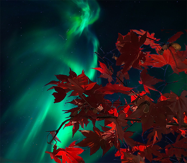 Picture of aurora borealis behind autumn leaves from a post about taking a break from songwriting.