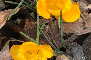 Looking for Spring as the crocus blooms.