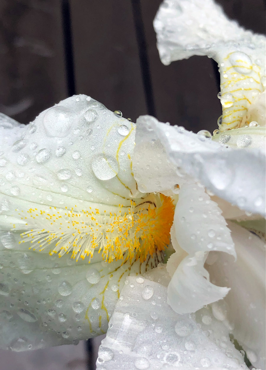 Featured images of an Iris for the Spring Flowers post.