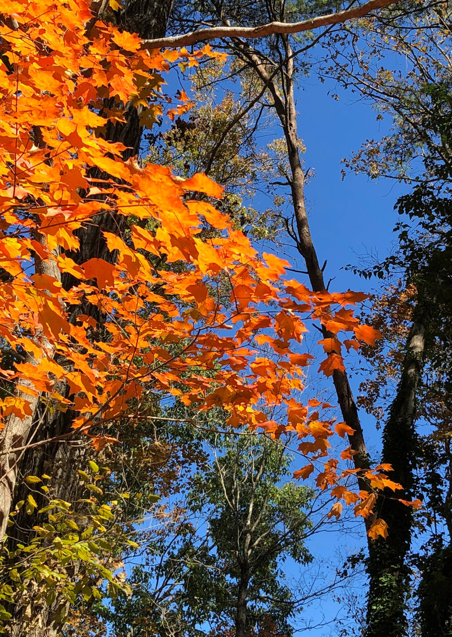 Fall leaves.