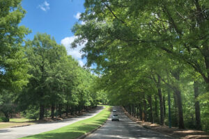 Photo of road and trees.