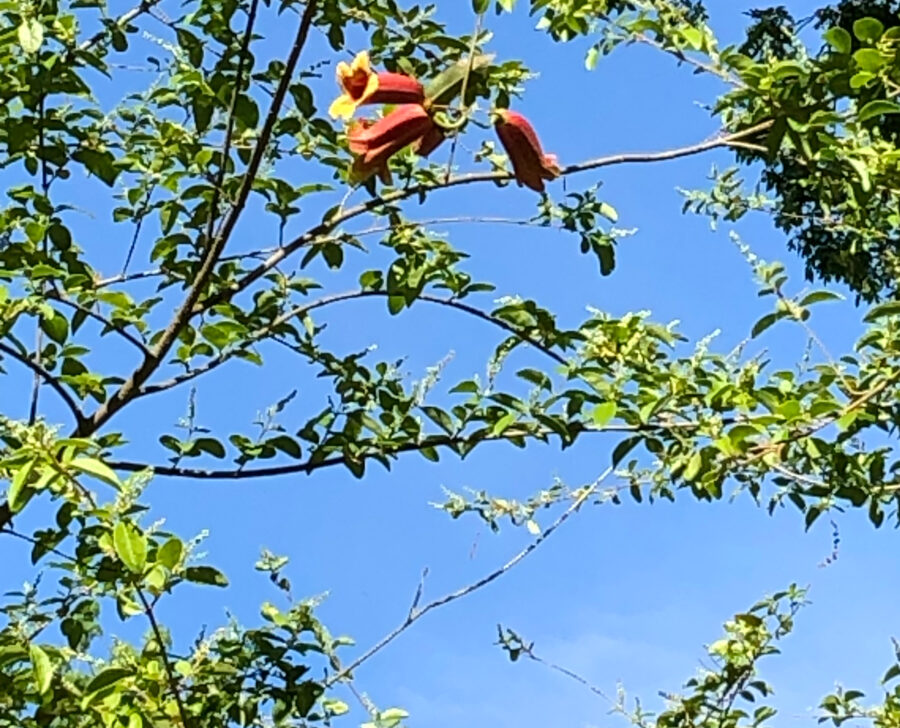 Photo of sky and tree with trumpet vine growing.