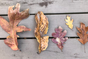 Photo of colorful autumn leaves