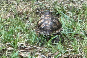 Photograph of turtle.