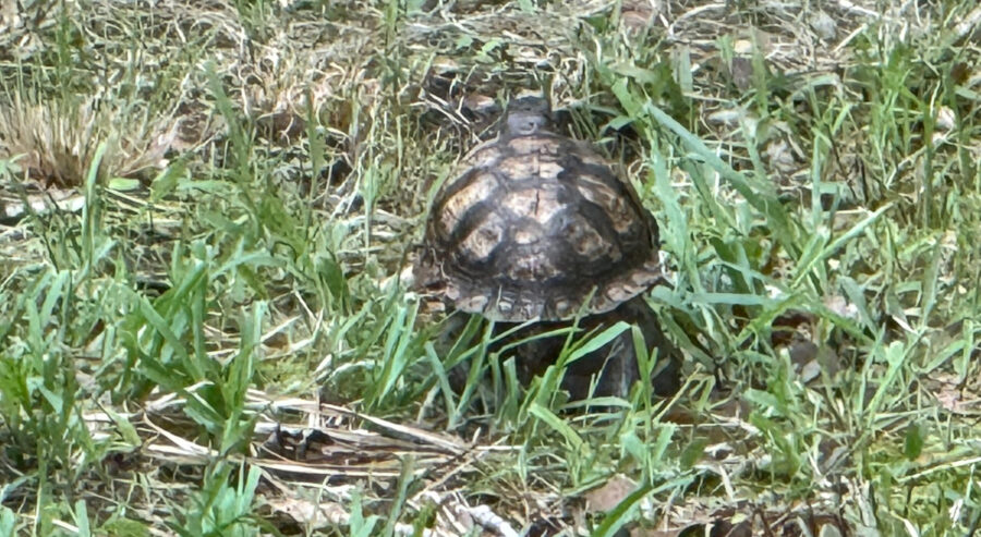 Photograph of turtle.