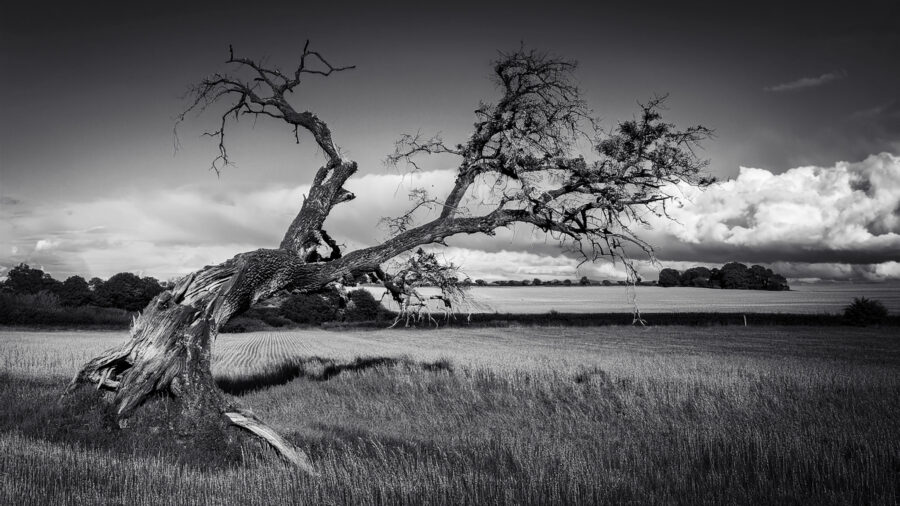 AI generated photo of tree which had been struck by lightening.